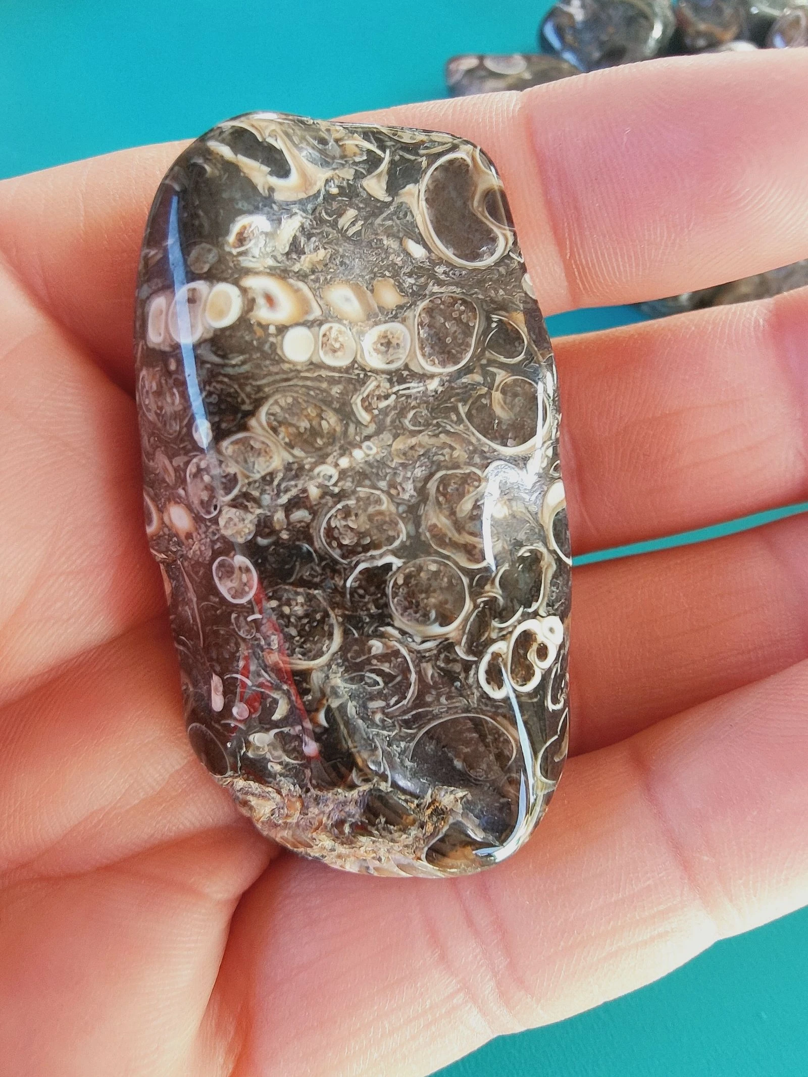 Een zeer mooie agate turitelle – photo 4